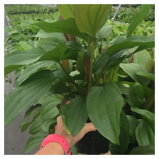 Echinodorus x "Impaii"