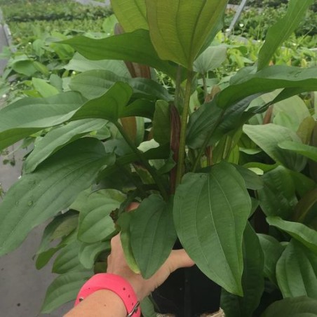 Echinodorus x "Impaii"