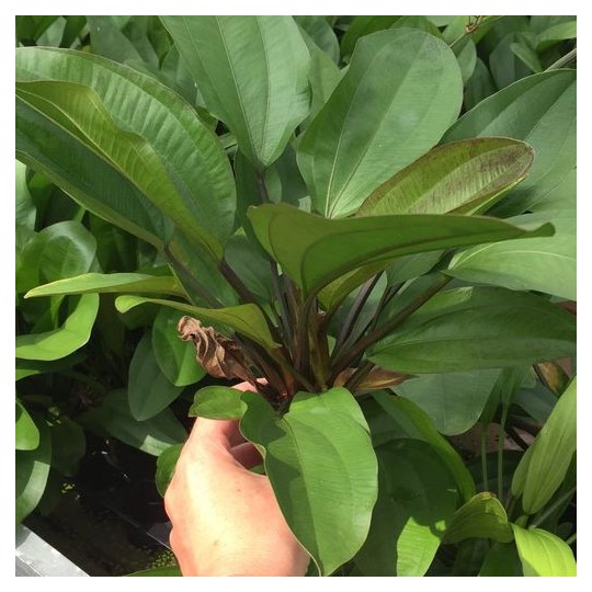 Echinodorus x "Ipica"