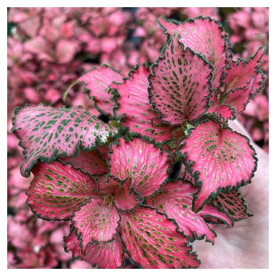 Fittonia "Forrest Flame"
