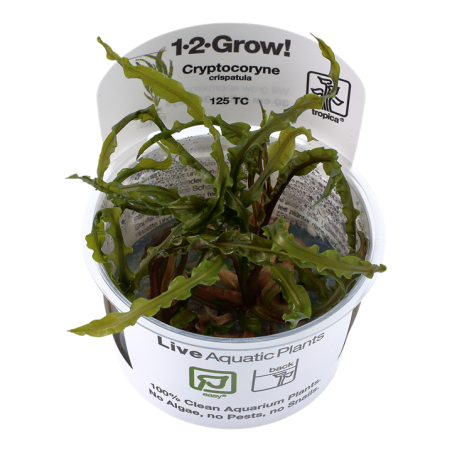 Cryptocoryne crispatula - in vitro - Dzīvs akvārija augs