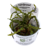 Cryptocoryne crispatula - in vitro - Dzīvs akvārija augs