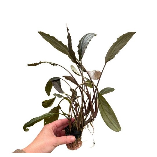 Lagenandra keralensis /meeboldii "Kerala"