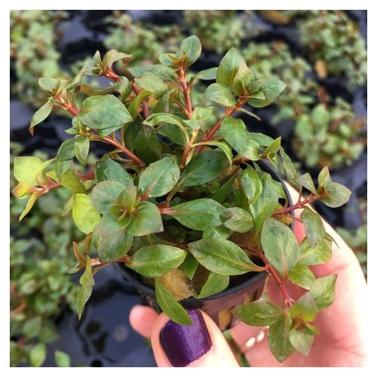 Ludwigia palustris Red - dzīvs akvārija augs