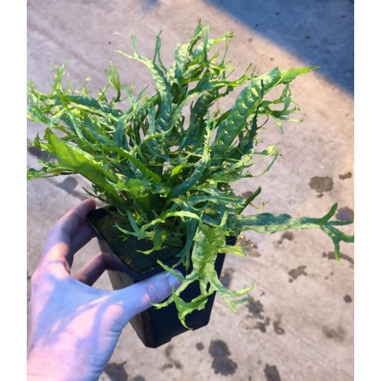 Microsorium "Ex Natura"
