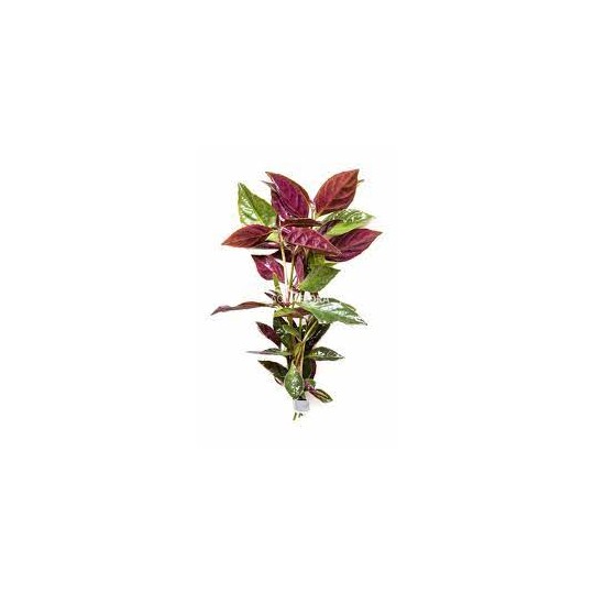 Nomaphila pink