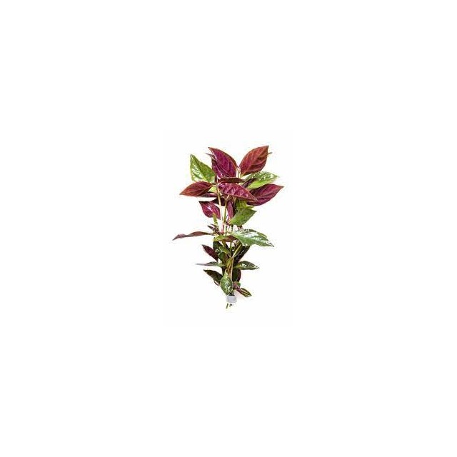 Nomaphila pink