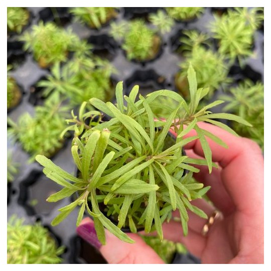 Pogostemon stellatus "Octopus"