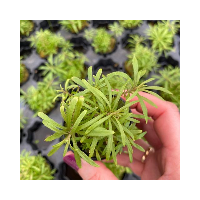Pogostemon stellatus "Octopus"