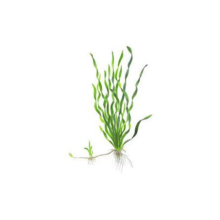 Vallisneria tortifolia - Vallisneria torta - Mini twisted vallisneria