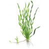 Vallisneria tortifolia - Vallisneria torta - Mini twisted vallisneria