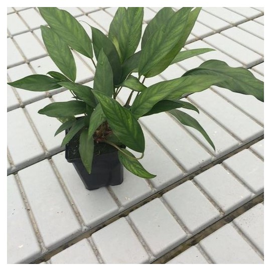 Anubias minima