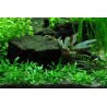 Cryptocoryne parva