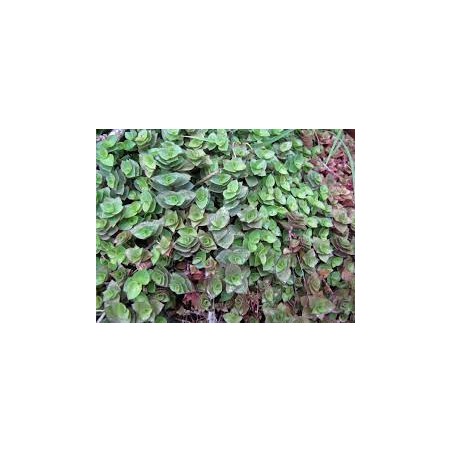 Callisia repens