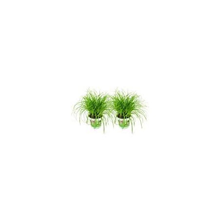Cyperus zumula /"Pet grass"