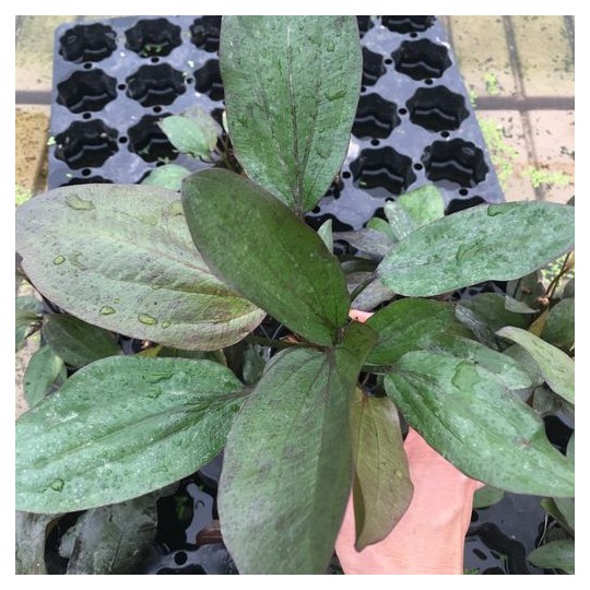 Echinodorus x "Ozelot red"