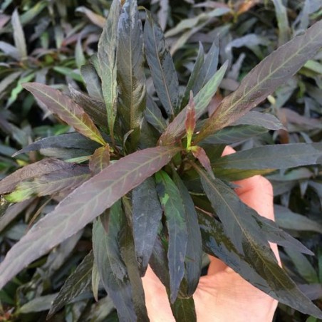 Hygrophila corymbosa var angustifolia