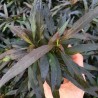 Hygrophila corymbosa var angustifolia