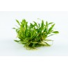 Cryptocoryne parva