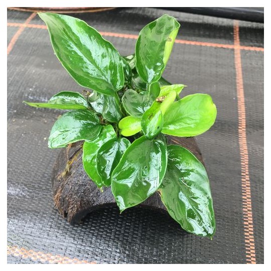 Anubias mix Coco Half