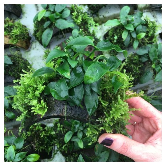 Anubias mix Coco Segment