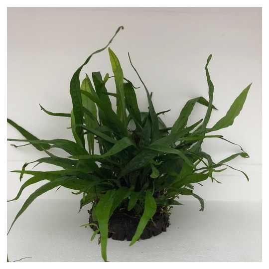 Microsorium pteropus Coco Half