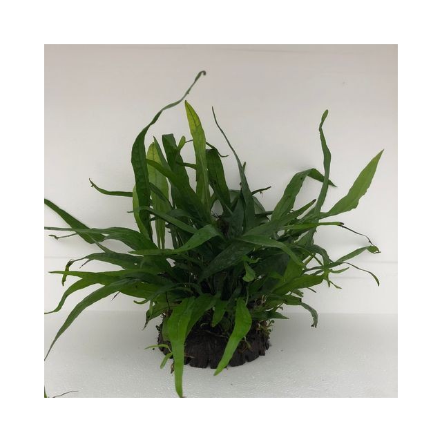 Microsorium pteropus Coco Half