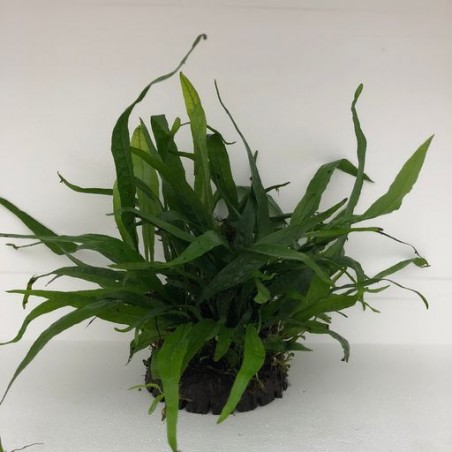Microsorium pteropus Coco Half