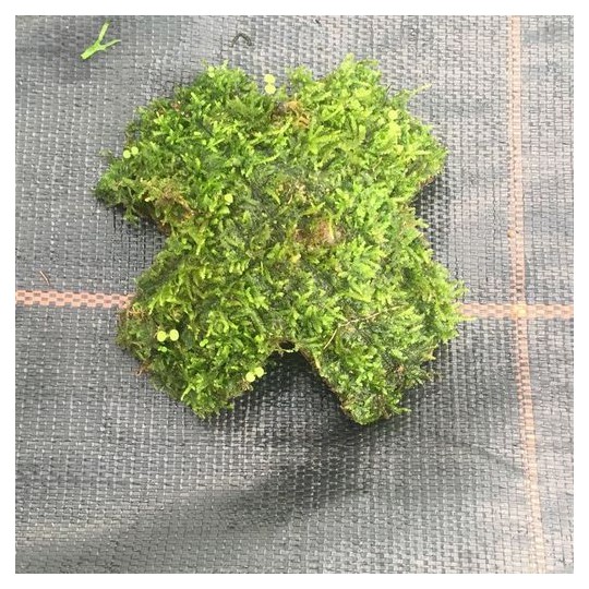 Microsorium pteropus Coco Half 4 Entries
