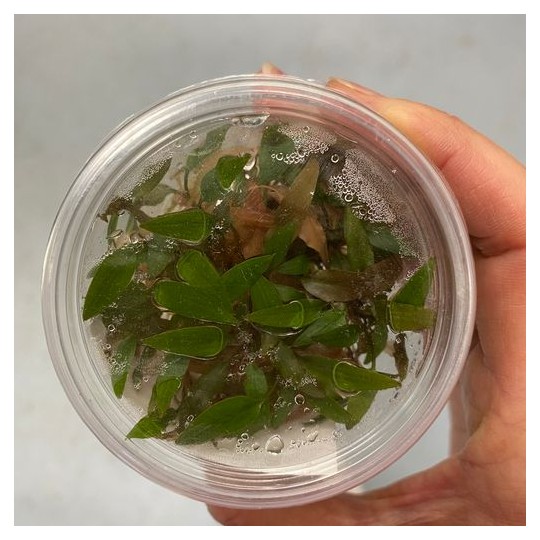 Cryptocoryne petchii "pink"