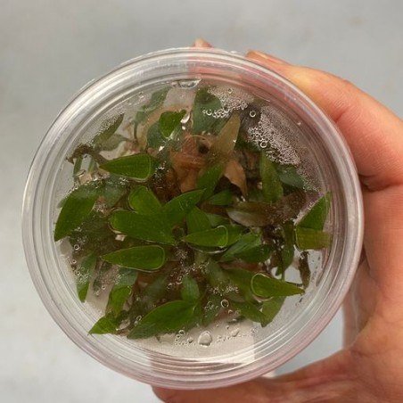 Cryptocoryne petchii "pink"