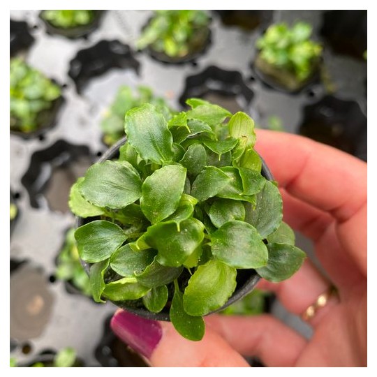 Schismatoglottis prietoi