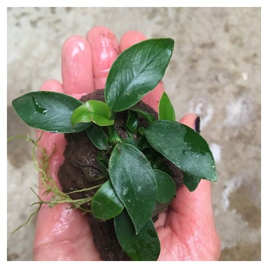 Anubias mix vulcano