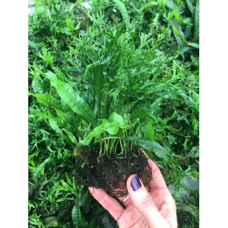 Microsorium "Ex Natura" vulcano
