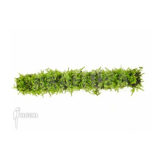 Vesicularia dubyana / Jawa moss 30 cm