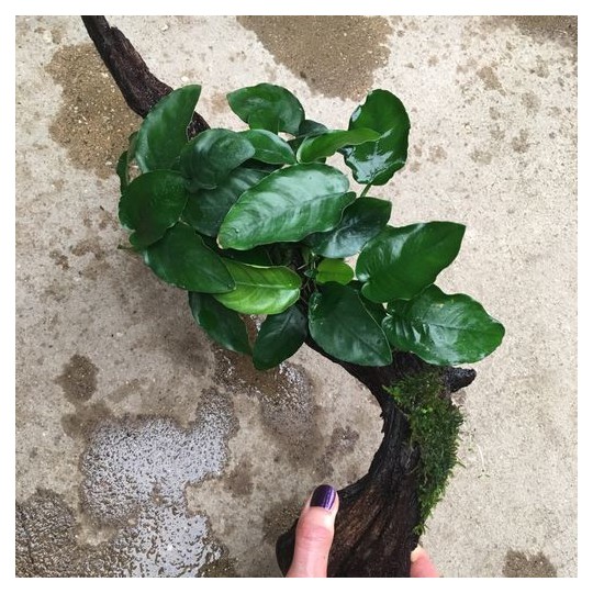 Anubias mix wood