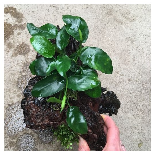 Anubias mix wood s size