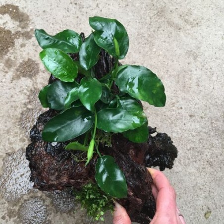 Anubias mix wood s size