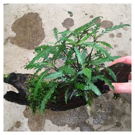 Hygrophila pinnatifida