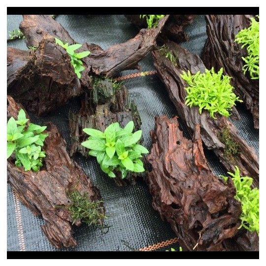 Staurogyne rubescens /repens