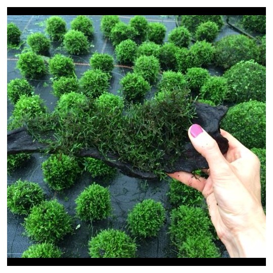 Vesicularia dubyana / Jawa moss wood s size