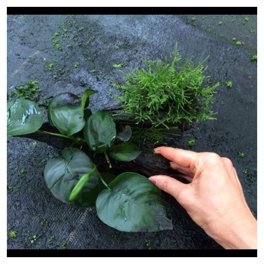 Anubias mix xs size