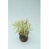 Ludwigia inclinata var. verticillata 'White'