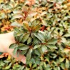 Людвигия ползучая бриллиантово-красная - Ludwigia repens "diamond red"
