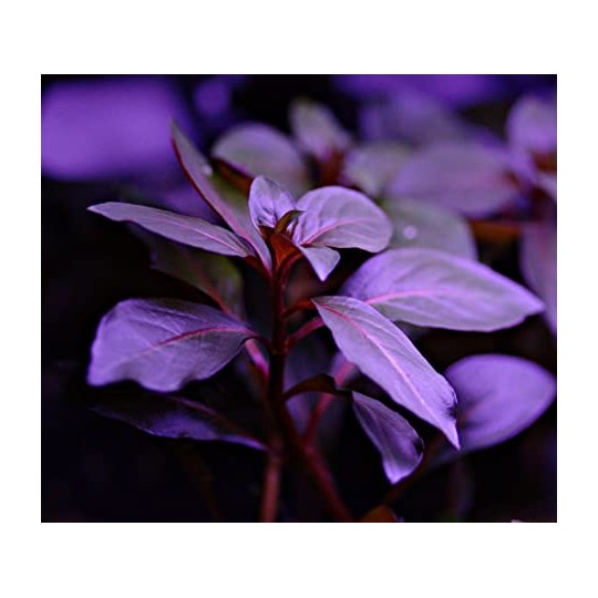 Людвигия ползучая бриллиантово-красная - Ludwigia repens "diamond red"