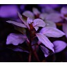 Людвигия ползучая бриллиантово-красная - Ludwigia repens "diamond red"