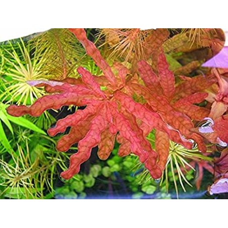 Ludwigia inclinata "Red" / Ludwigia Inclinata sp Crystal