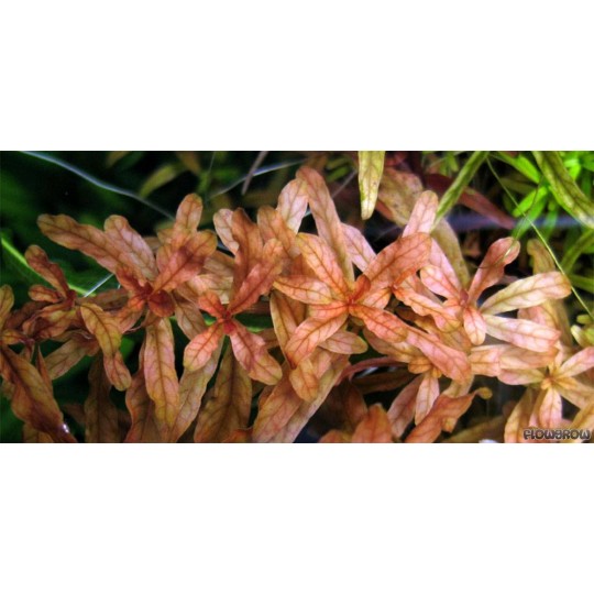Ludwigia inclinata "Red" / Ludwigia Inclinata sp Crystal