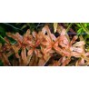 Ludwigia inclinata "Red" / Ludwigia Inclinata sp Crystal