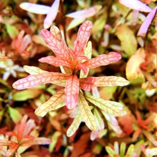 Ludwigia inclinata "Red" / Ludwigia Inclinata sp Crystal